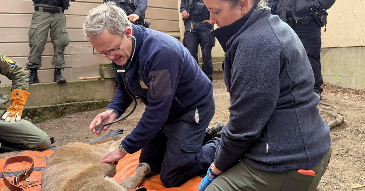 Mountain lion caught in San Francisco. 'We locked eyes,' resident says