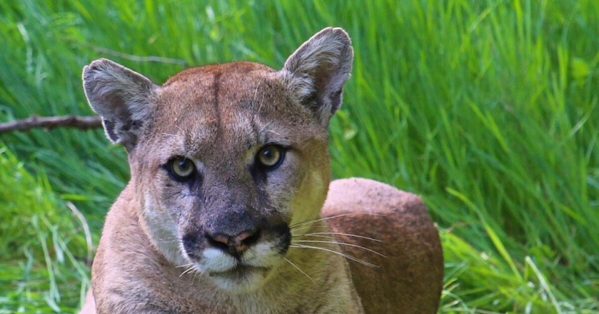 Mountain lion attacks on pets, cattle rattle Central California town