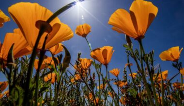 This hot, dry weather could spell doom for a 2026 superbloom