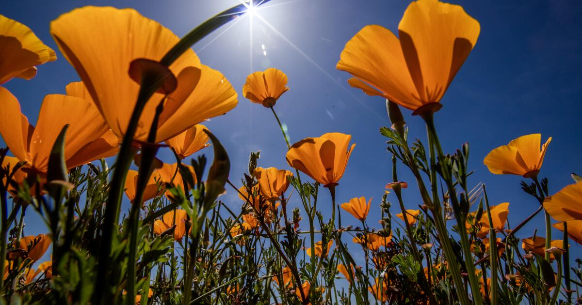 This hot, dry weather could spell doom for a 2026 superbloom