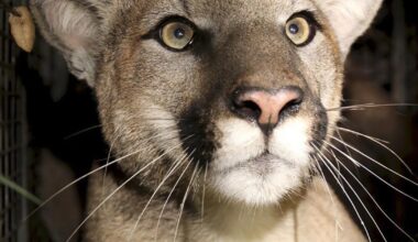 Rat poisons are endangering L.A.'s mountain lions