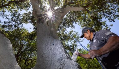 'It is scary': Oak-killing beetle reaches Ventura County, significantly expanding range
