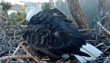 Big Bear bald eagles Jackie and Shadow welcome first egg of the year