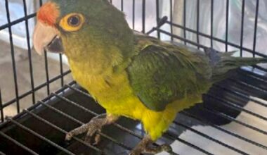 Border inspector finds birds in pants of man. How did he explain it?