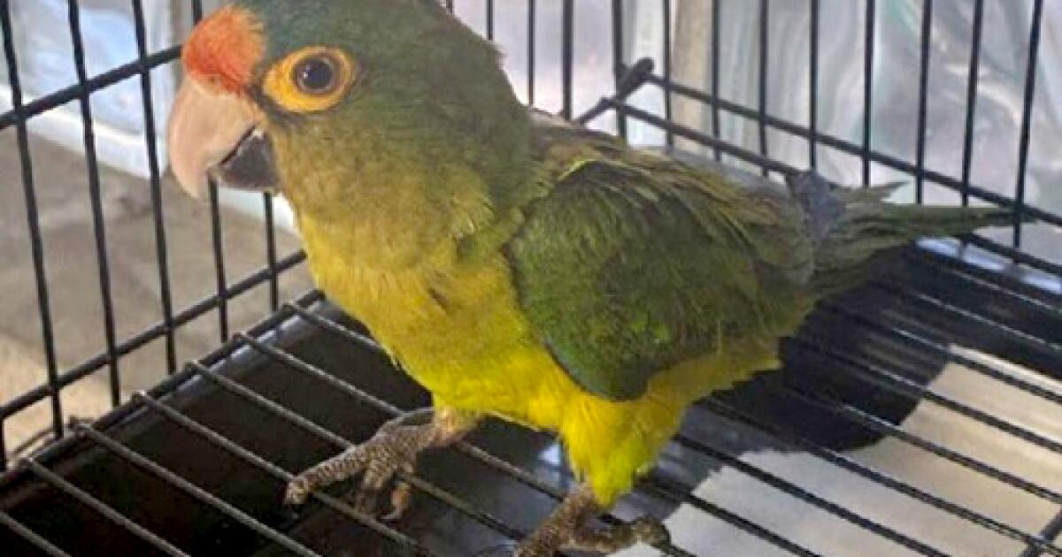 Border inspector finds birds in pants of man. How did he explain it?