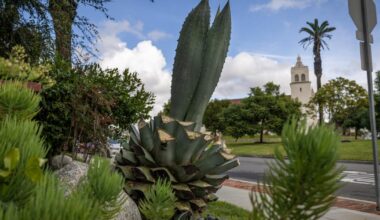 Someone is hacking agave plants throughout Torrance
