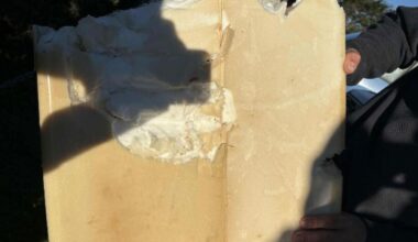 California surfer escapes shark attack that shreds his board and wet suit