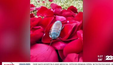 'Roses or Roaches' fundraiser feeds Calm Zoo animals for Valentine's Day