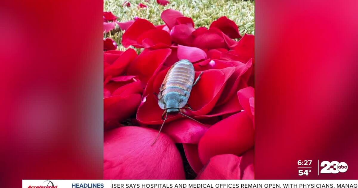 'Roses or Roaches' fundraiser feeds Calm Zoo animals for Valentine's Day