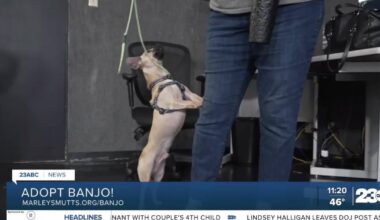 Meet Banjo from Marley's Mutts