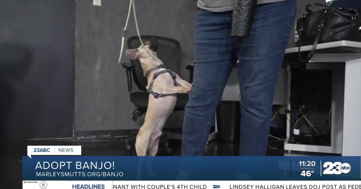 Meet Banjo from Marley's Mutts