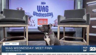 Meet Finn from SOS Dog Rescue