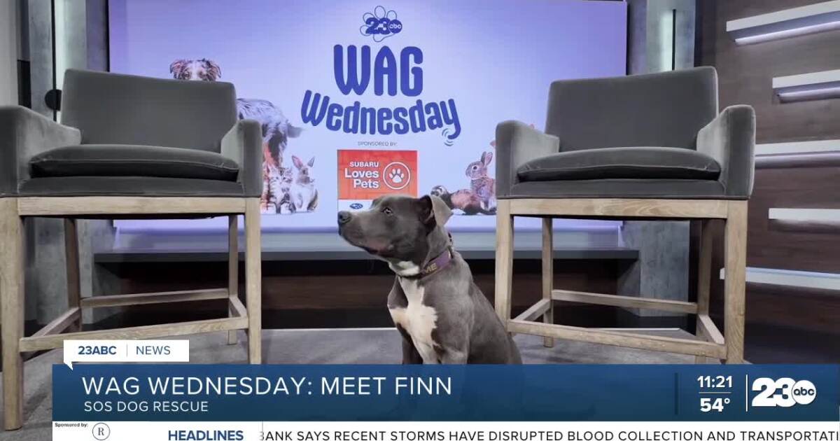 Meet Finn from SOS Dog Rescue