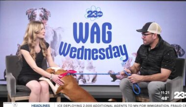 Wag Wednesday: Meet Meadow!