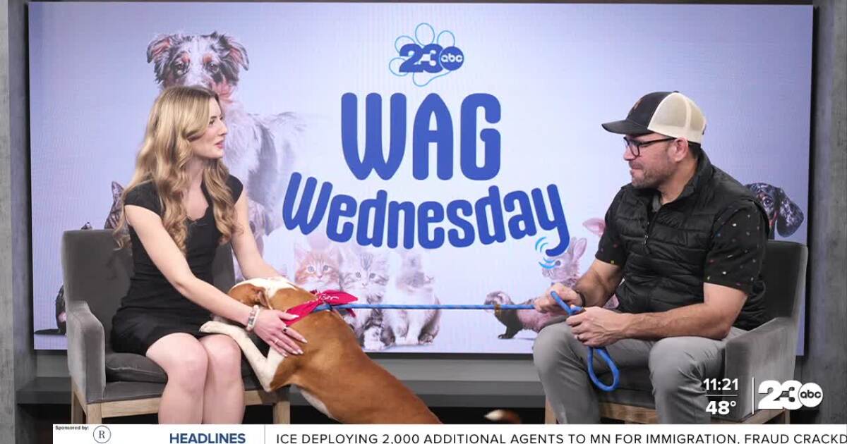 Wag Wednesday: Meet Meadow!