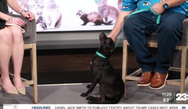 Wag Wednesday: Meet Cranberry!