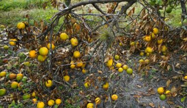 California citrus industry faces threat from virus