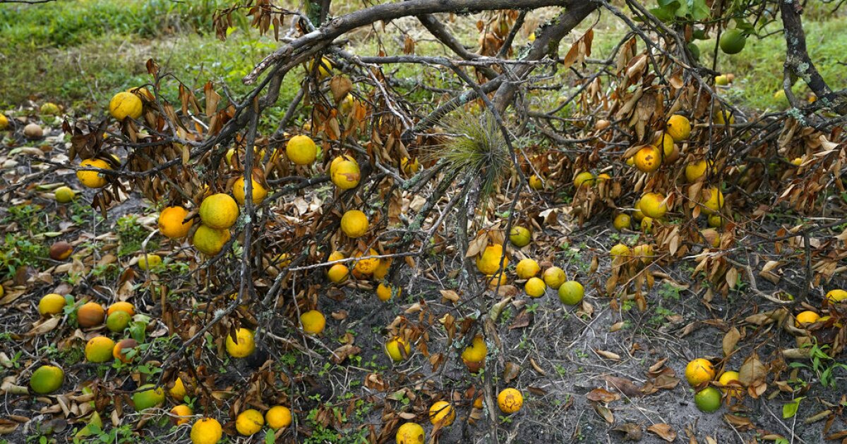 California citrus industry faces threat from virus