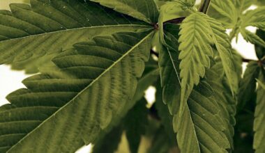 California rolled back cannabis tax, but LA businesses say they're still struggling