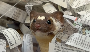 Weasel released back to San Diego wilderness after losing 2 toes in trap injury – NBC 7 San Diego