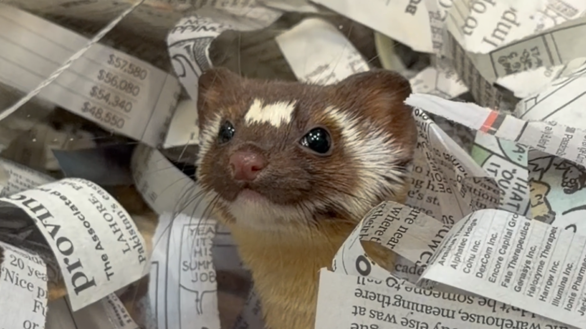 Weasel released back to San Diego wilderness after losing 2 toes in trap injury – NBC 7 San Diego