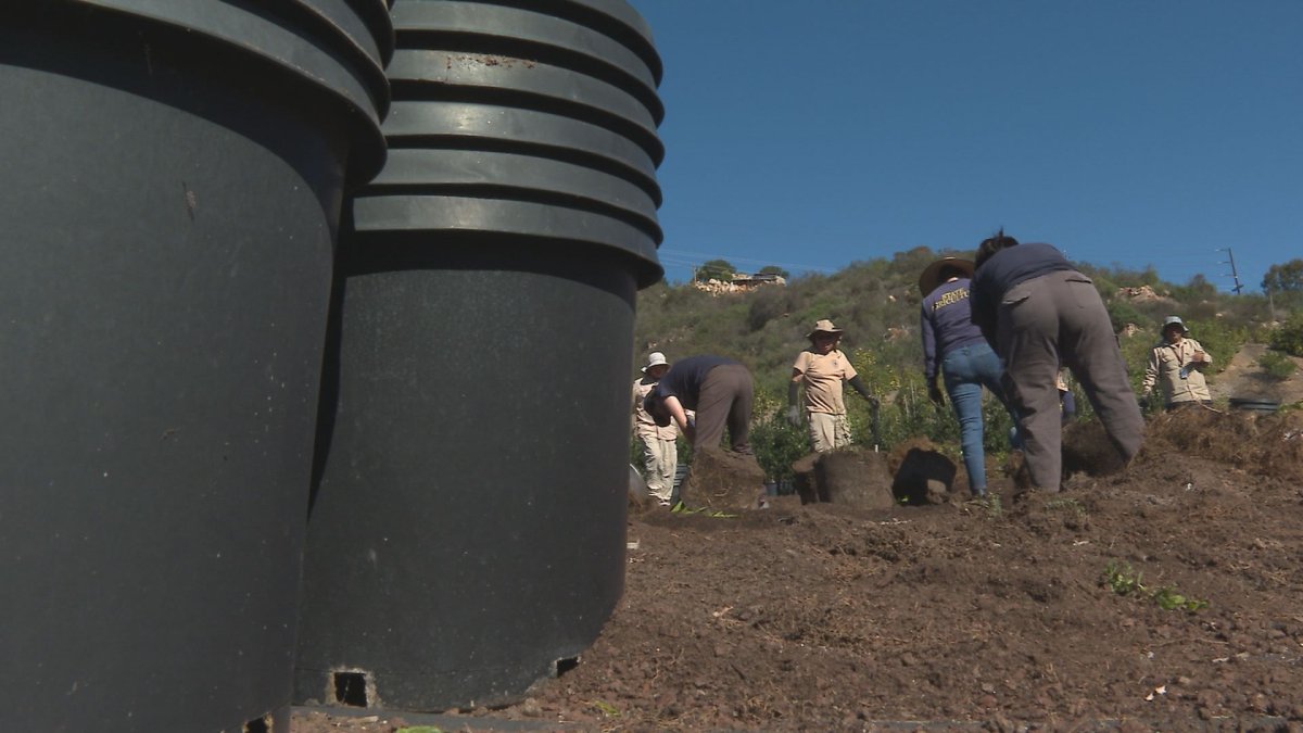 Escondido nursery owner sues California as state destroys 32,000 plants – NBC 7 San Diego