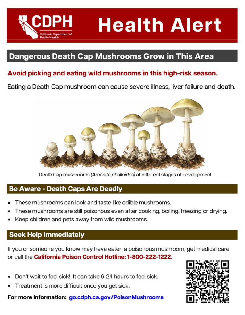 Health alert about dangerous Death Cap mushrooms, showing them at different stages of development.