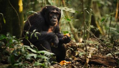 a chimp sitting on the ground eating fruit, with a pile of partially eaten fruit at its feet