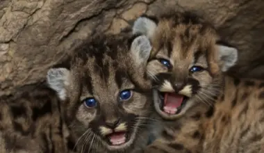 California mountain lions are now considered ‘threatened.’ But only in certain regions