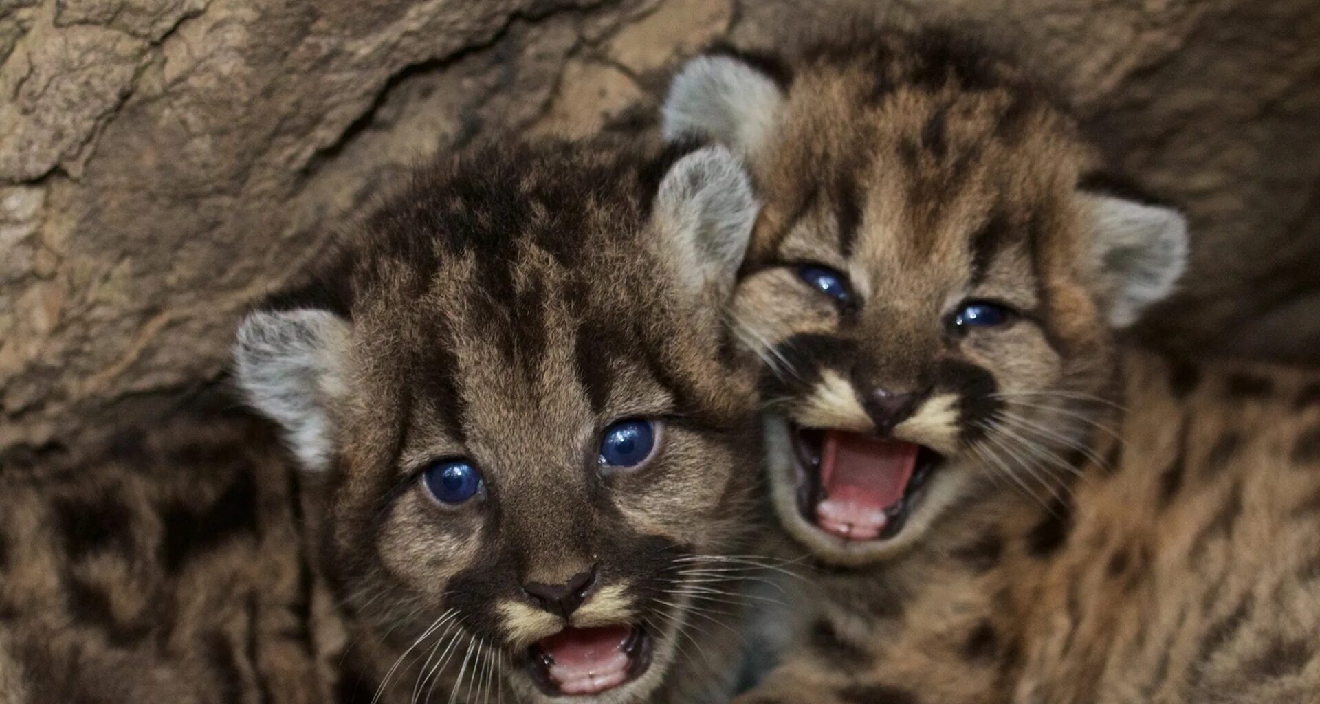 California Mountain Lions Are Now Considered ‘Threatened,’ but Only in Certain Regions