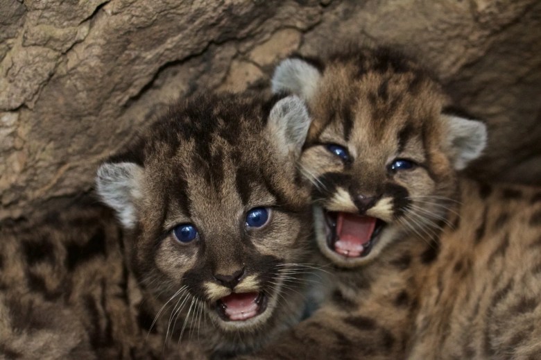 Two mountain lion cubs with blue eyes and dark striped fur in front of a rocky background.