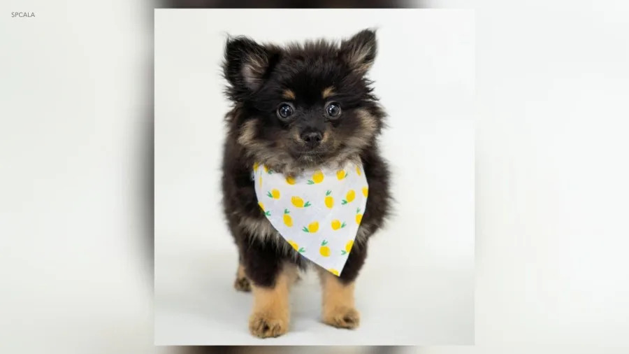 Puppy Bowl Pomeranian