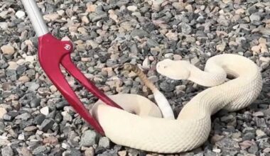 Founder of dog training service that uses rattlesnakes fights to keep business going