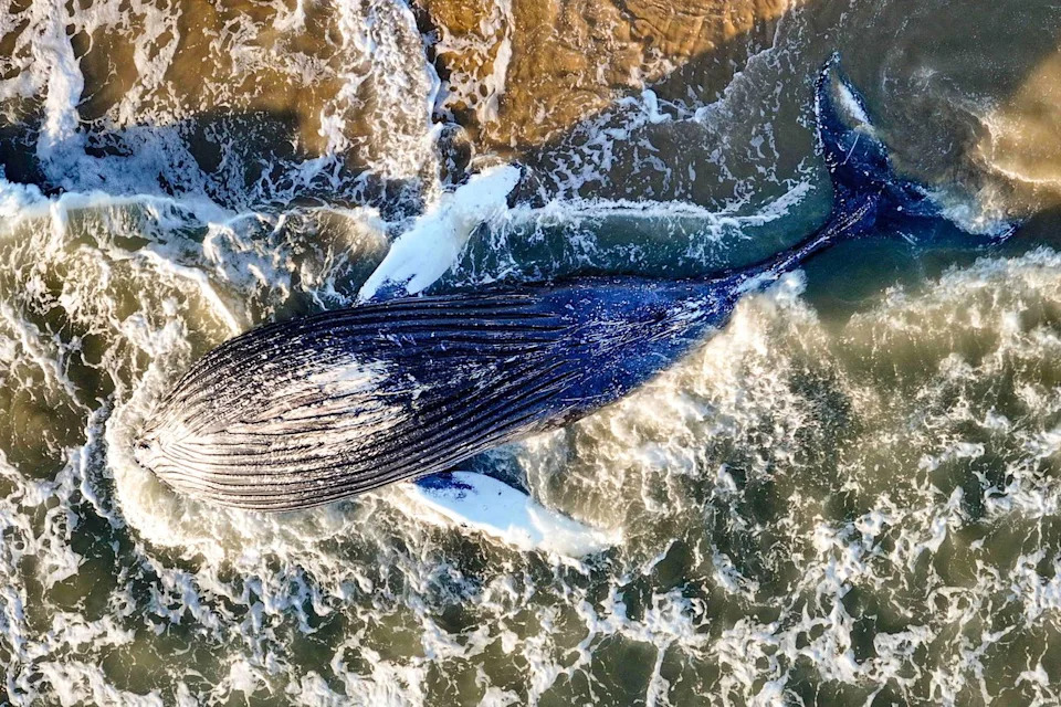 A dead sub-adult humpback whale floats in the surf between 10th and 11th Streets on the Balboa Peninsula in Newport Beach, CA, on Wednesday, Feb. 18, 2026. Jeff Gritchen/MediaNews Group/Orange County Register via Getty