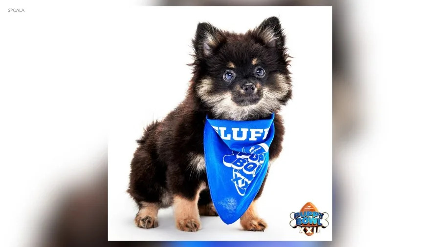 Puppy Bowl Pomeranian