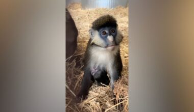 Oakland Zoo welcomes zoo’s first red-tailed monkey baby – NBC Bay Area