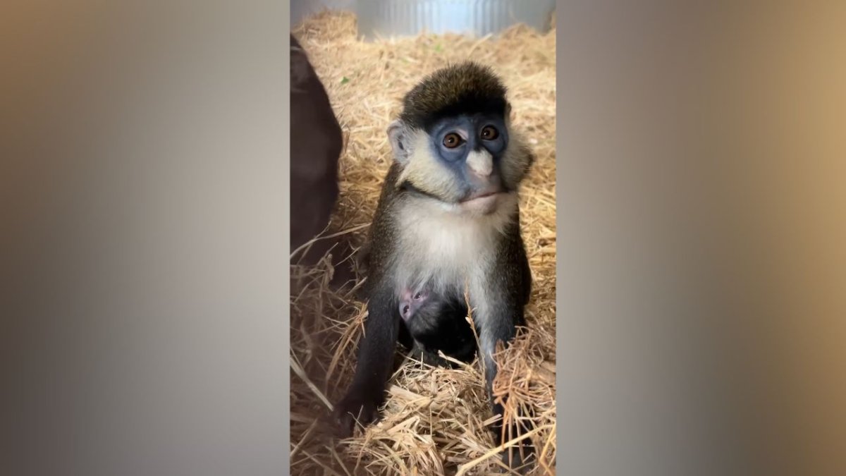 Oakland Zoo welcomes zoo’s first red-tailed monkey baby – NBC Bay Area