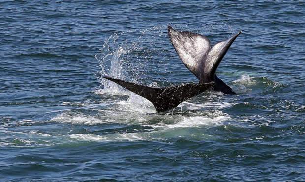 Whales at Bodega Head in in Sonoma County, Calif. The Endangered Species Act has been credited with the resurgence of the gray whale, depleted by commercial fishing in parts of the Pacific Ocean. (Christopher Chung)