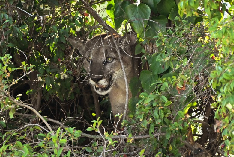 A mountain lion looks out from dense green foliage, partially concealed by branches and leaves.