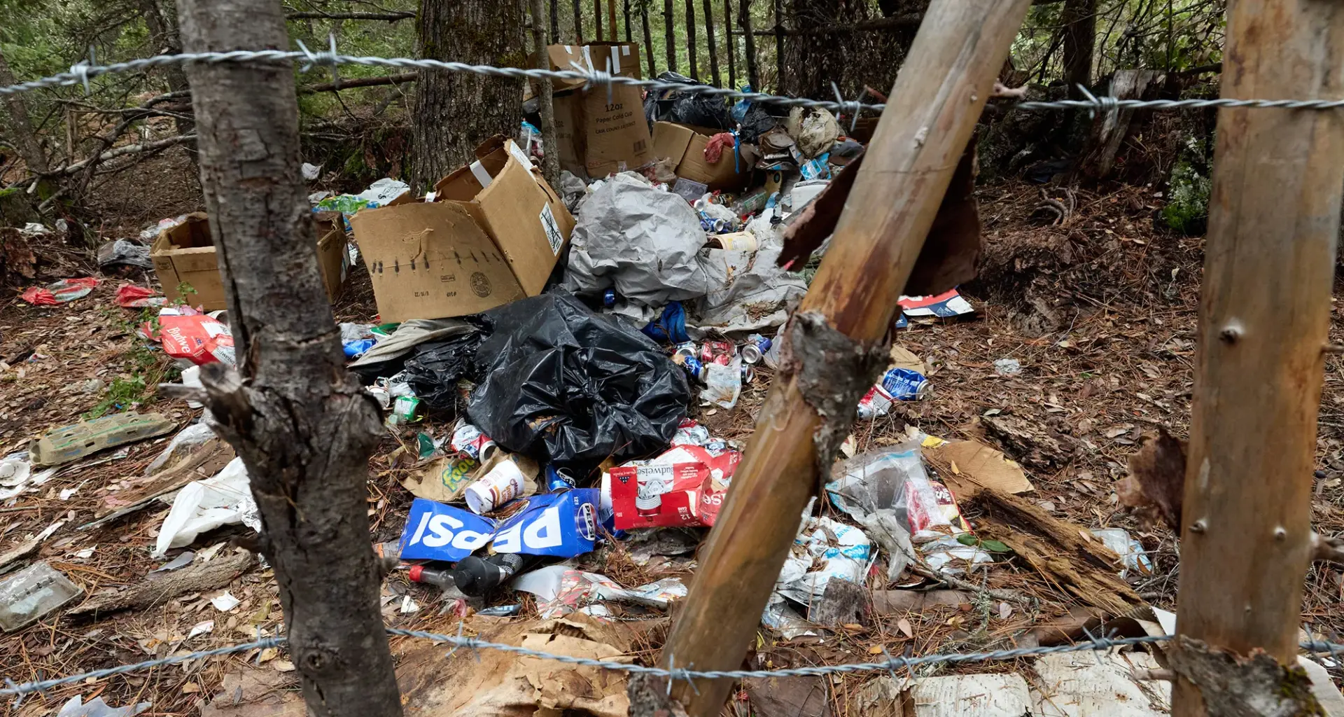 ‘Little death bombs’: Illegal cannabis farms poison California’s forests. Who’s cleaning them up?