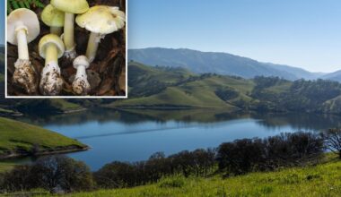 'Death cap' mushrooms kill 4 in California as toxic fungi thrive in freak weather