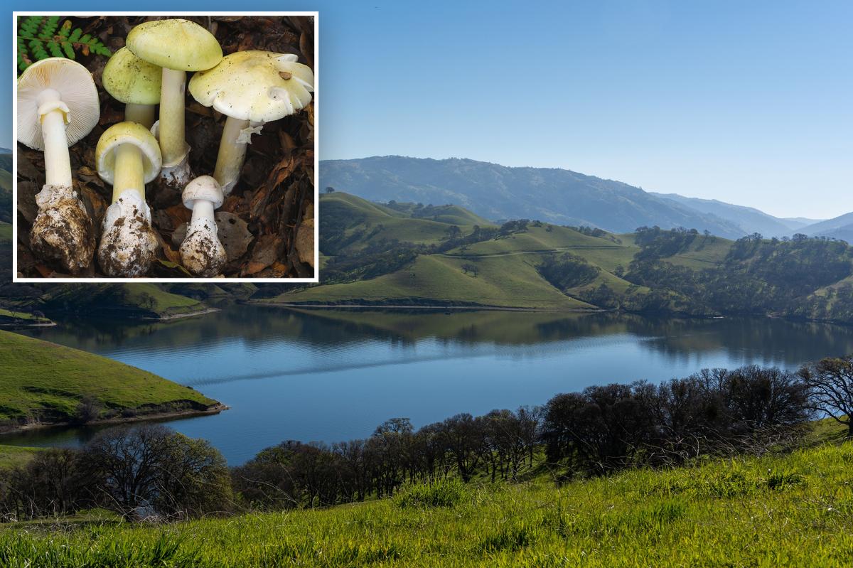 'Death cap' mushrooms kill 4 in California as toxic fungi thrive in freak weather