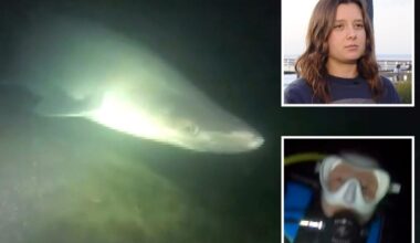 Divers come face-to-face with super rare deep-water shark off California: 'Terrifying'