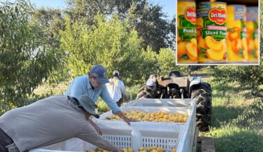Del Monte bankruptcy leaves California peach growers in $550M hole