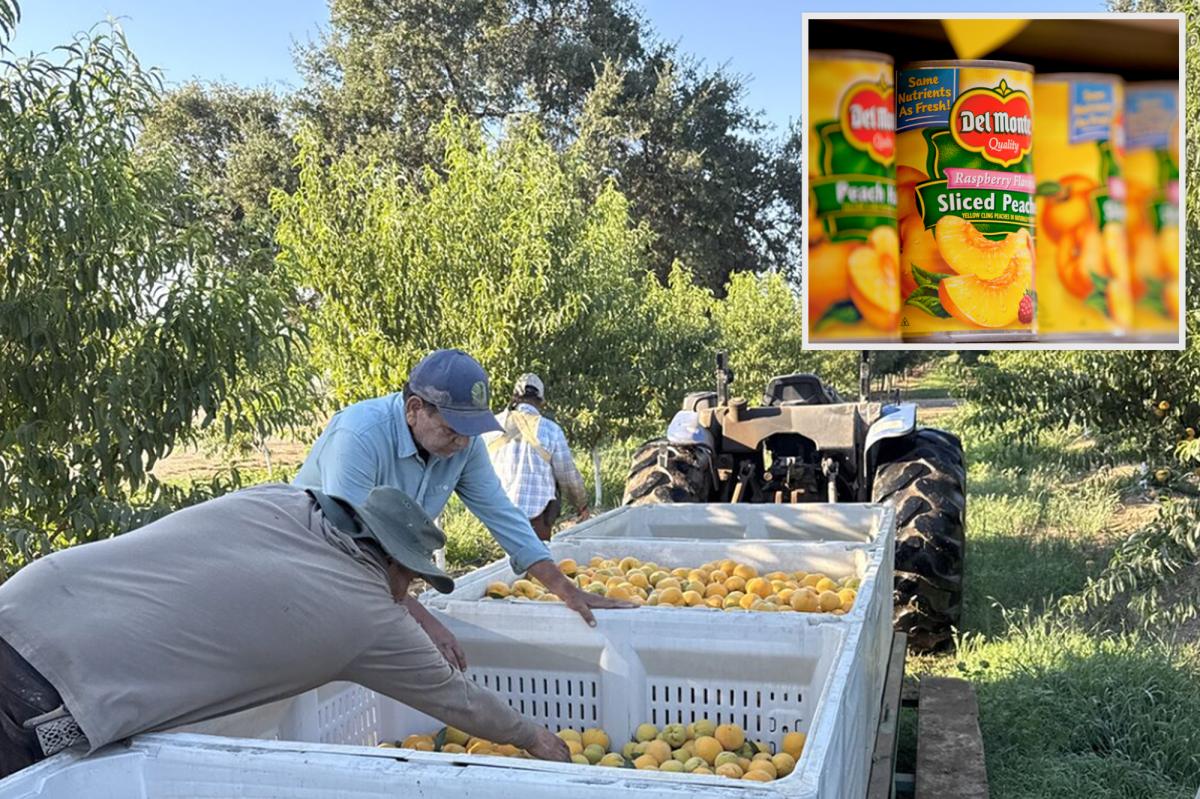 Del Monte bankruptcy leaves California peach growers in $550M hole