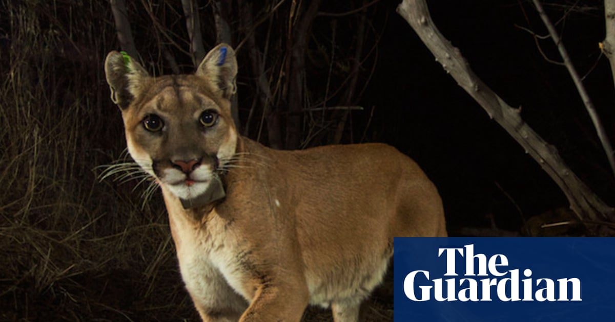 Mountain lions gain protection under California’s Endangered Species Act | California