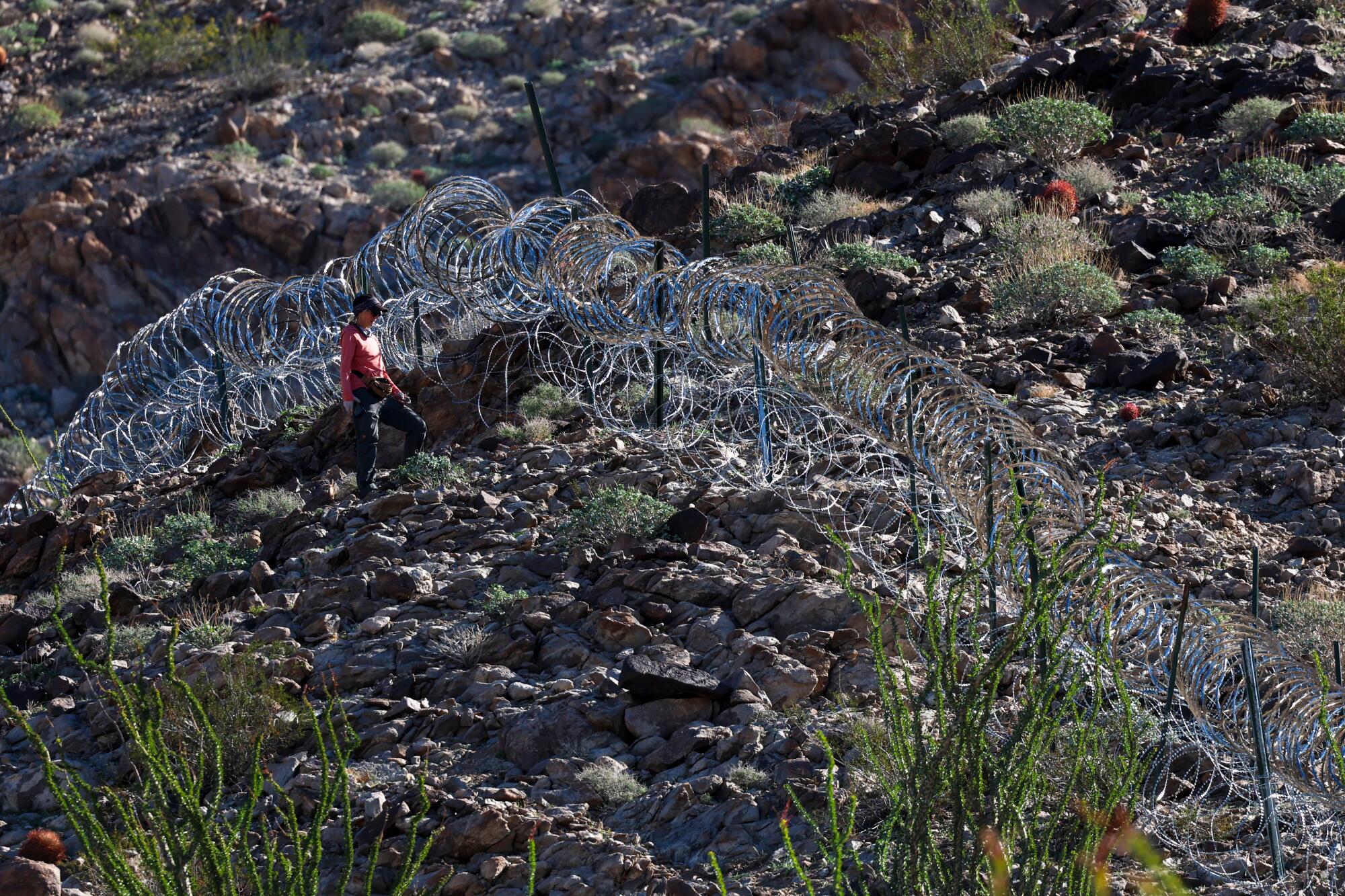 On a warm, January day, Janene Colby hikes near concertina wire in the bighorn's lambing grounds.