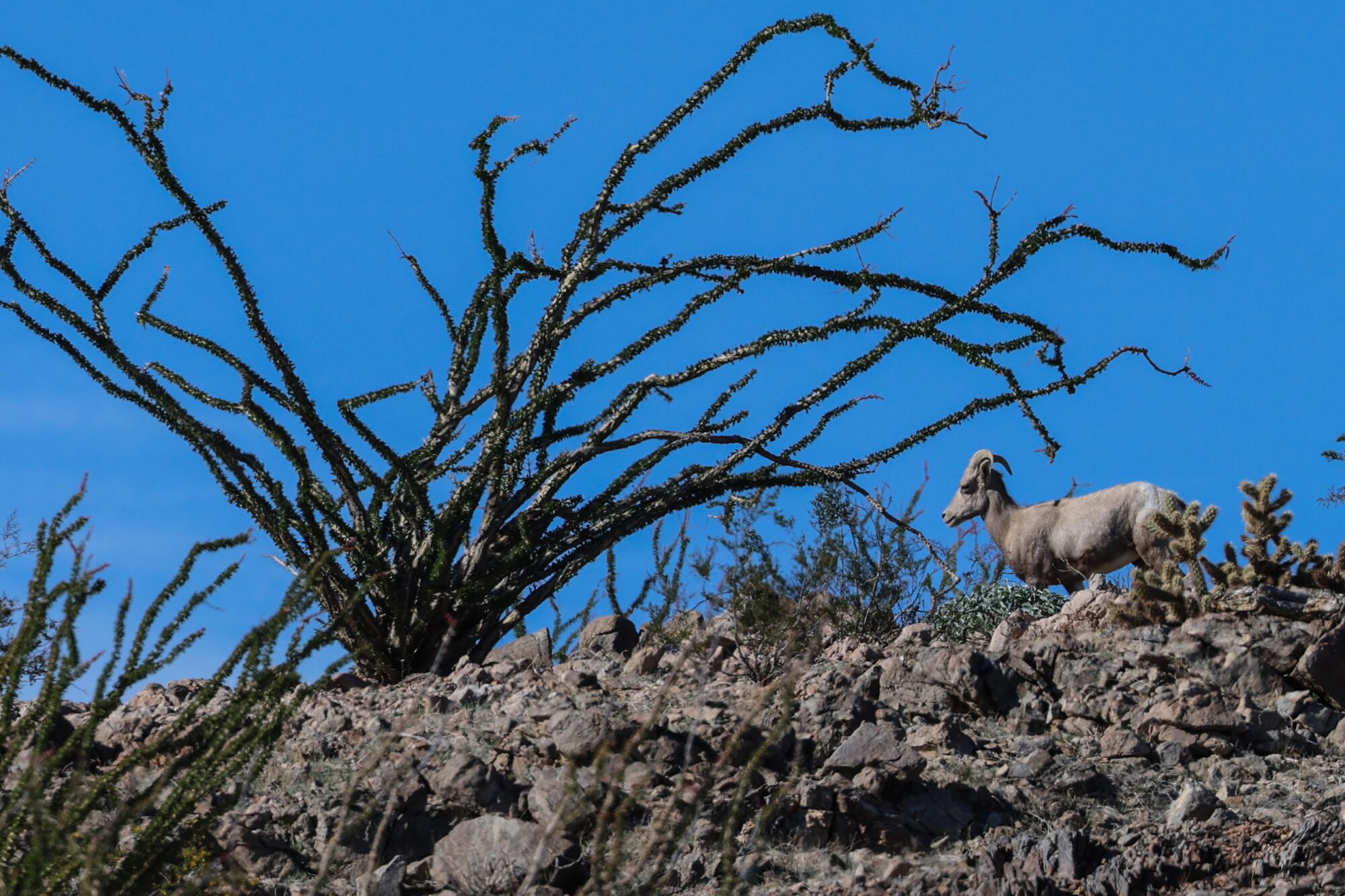 A female bighorn sheep roams the hills of Skull Valley.