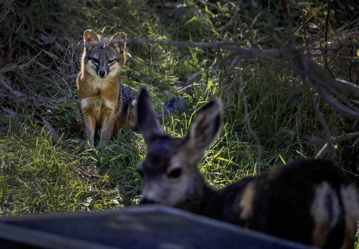 A fox watches a mule deer fawn
