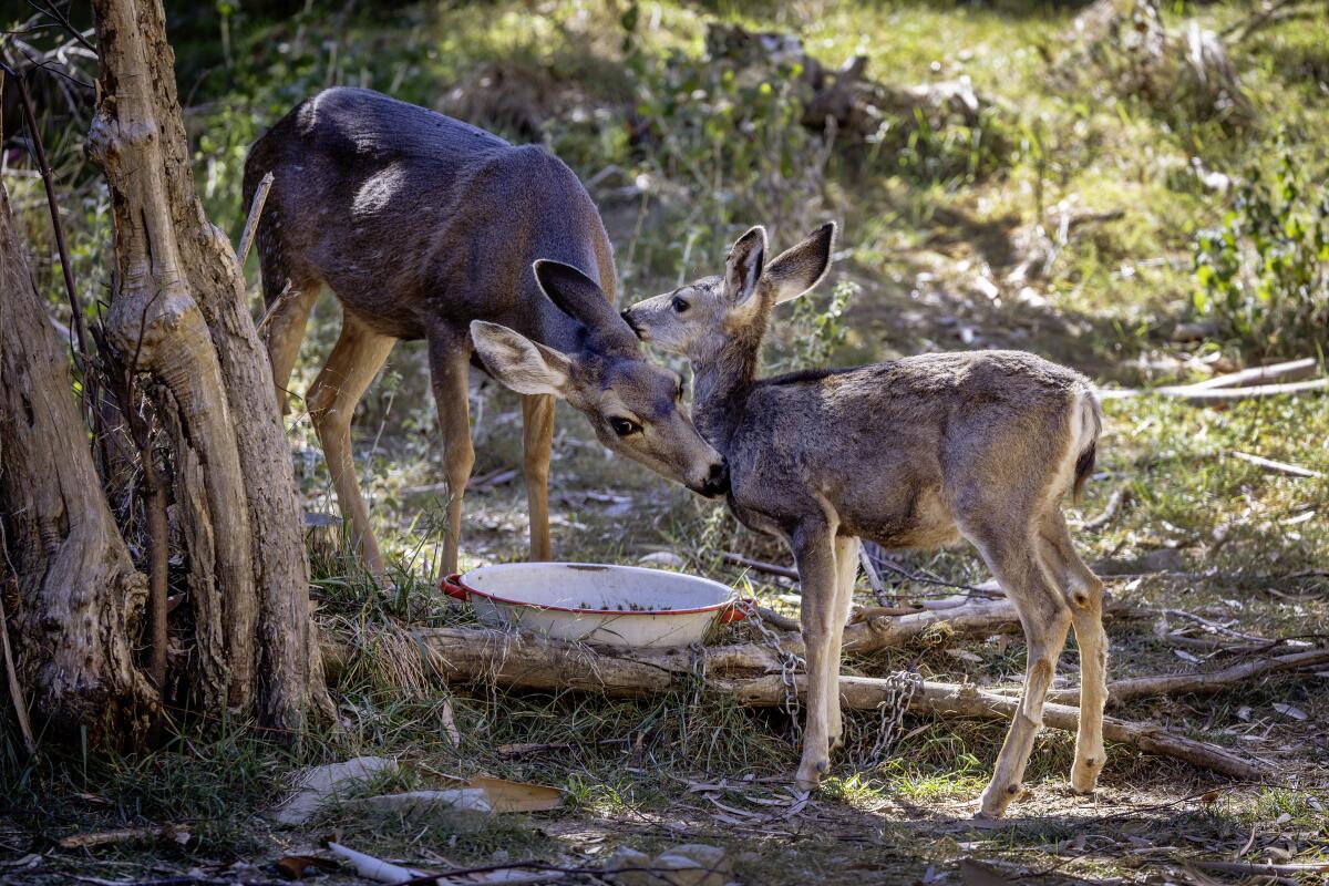  A mule deer doe licks its fawn 